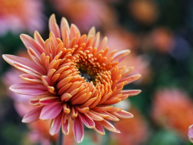 pembe çiçekler açar