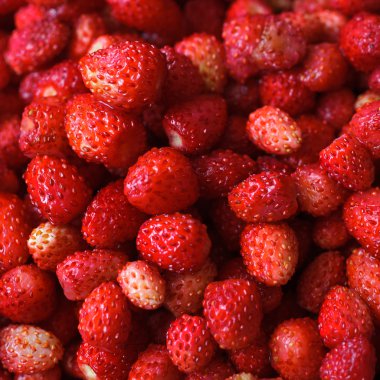 Olgun Yaban çilekleri