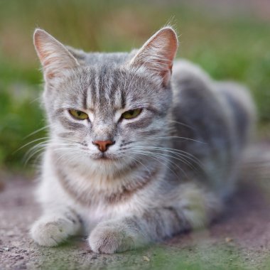Sarı gözlü gri kedi