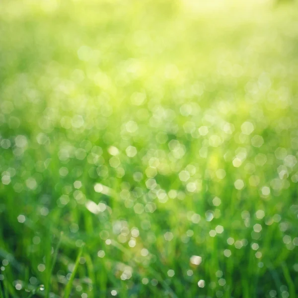 Herbe bokeh avec gouttes de rosée — Photo