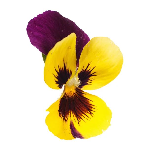 Geel viooltje met dauw druppels — Stockfoto
