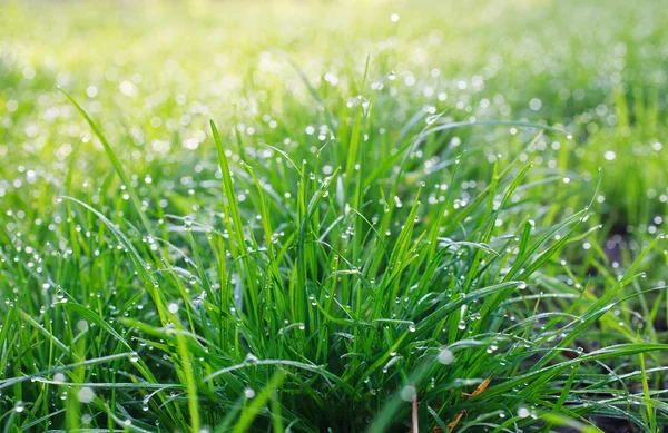 Tautropfen auf Gras — Stockfoto