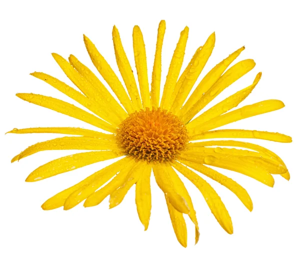Желтый цветок с капельками росы — стоковое фото