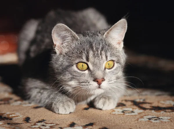 Grijze kat voorbereiden om aan te vallen — Stockfoto