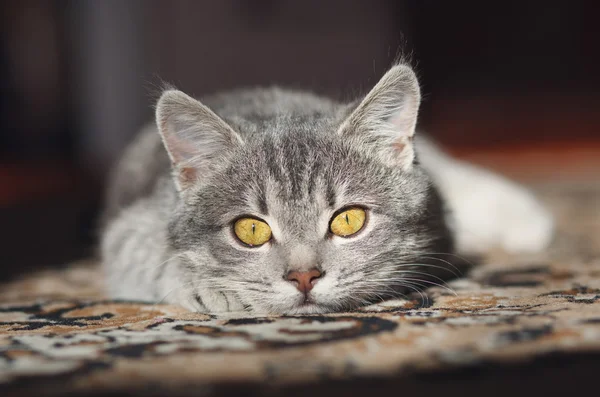 Grijze kat met gele ogen — Stockfoto
