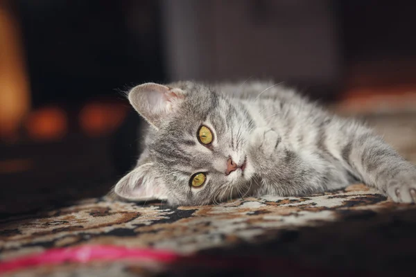 Gray striped pussy playing — Stock Photo, Image