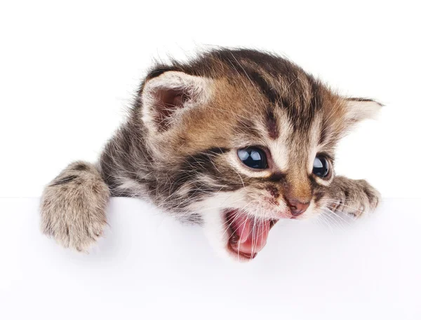 Gatinho bonito espreitando fora do sinal — Fotografia de Stock