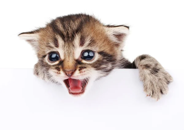 Gatinho bonito espreitando fora do sinal — Fotografia de Stock