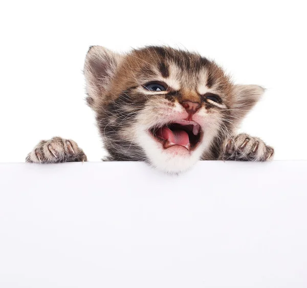 Gatinho bonito espreitando fora do sinal — Fotografia de Stock