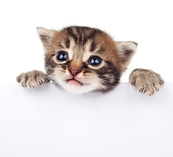 Gatinho bonito espreitando fora do sinal — Fotografia de Stock