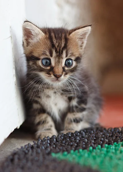 Grappige grijsbruin kitten — Stockfoto