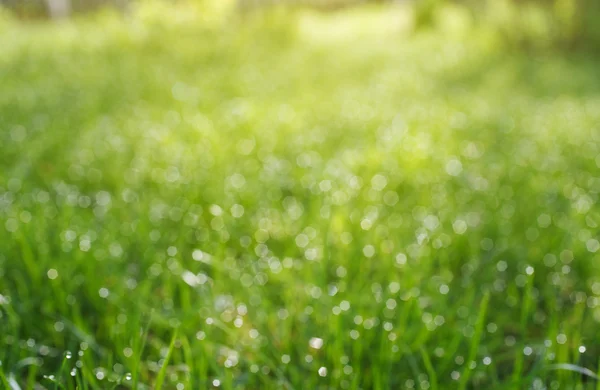 Herbe bokeh avec gouttes de rosée — Photo