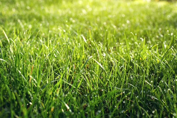 Top view of green grass — Stock Photo, Image