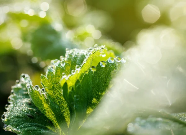 Dauw druppels op bladeren van aardbeien — Stockfoto