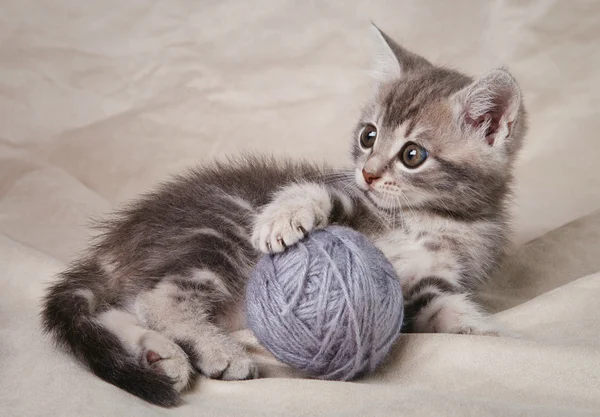 Gri topu ile oynak yavru kedi — Stok fotoğraf