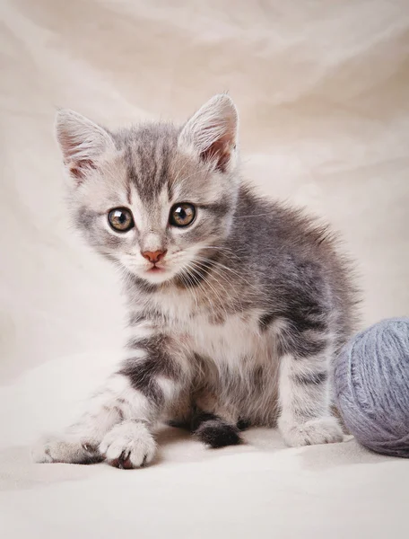Randig grå kattunge — Stockfoto
