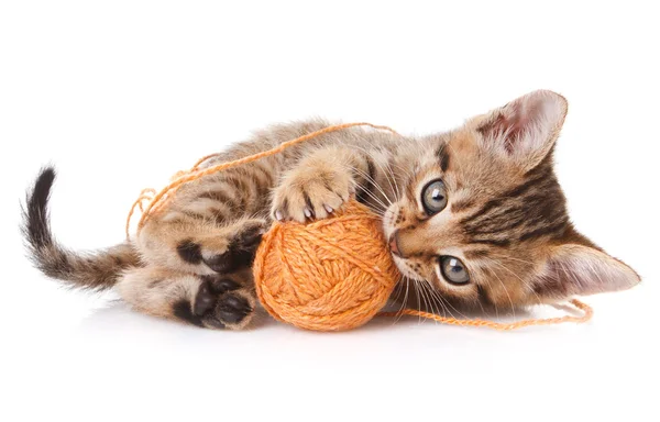 Lekfull tabby kattunge — Stockfoto