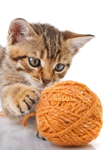 Playful tabby kitten — Stock Photo, Image