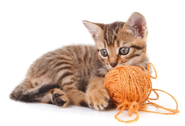 Oynak tabby yavru kedi — Stok fotoğraf