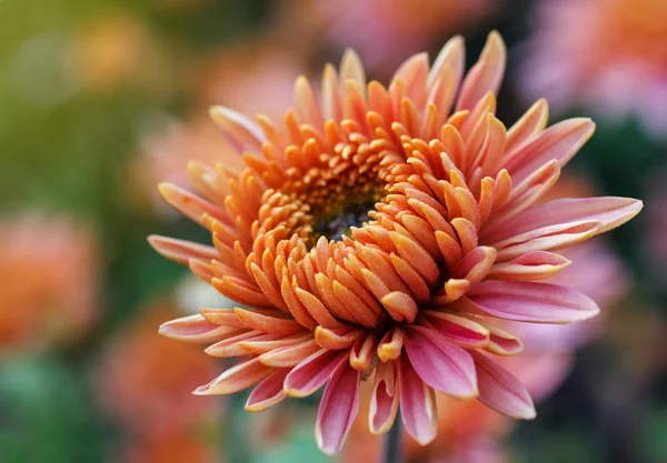 Pink flowers bloom — Stock Photo, Image