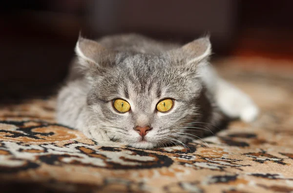 Graue Katze mit gelben Augen — Stockfoto