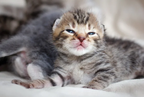 Children gray-brown kittens — Φωτογραφία Αρχείου