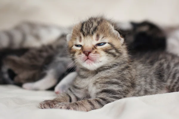 眠れる森の赤ちゃん子猫 — ストック写真