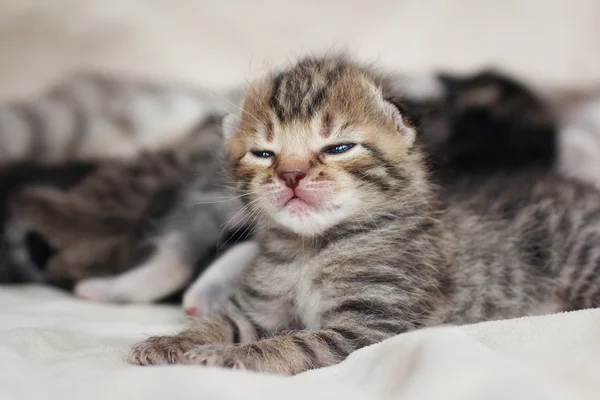 Dormindo bebê gatinho — Fotografia de Stock