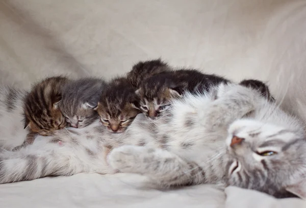 Anne kedi, yavru kedi besleme — Stok fotoğraf