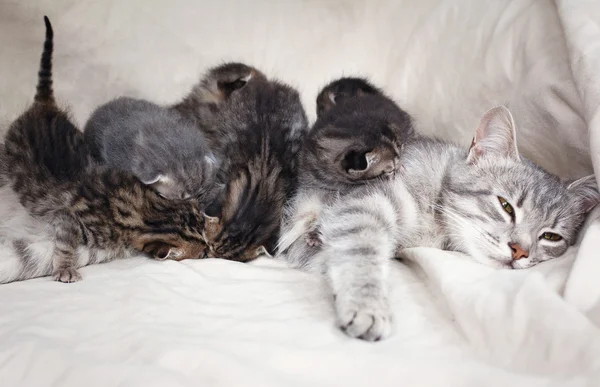 Madre gato alimentación gatitos — Foto de Stock