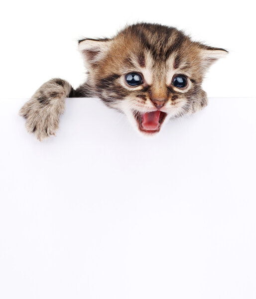 kitten peeking out of blank sign