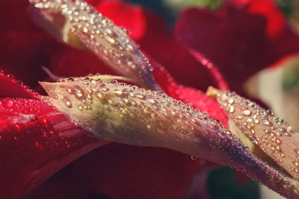 Gocce di rugiada sul fiore — Foto Stock