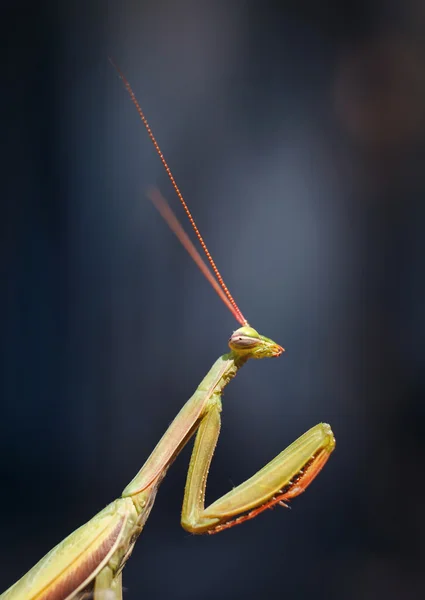 Tettigoniidae libélula verde — Fotografia de Stock