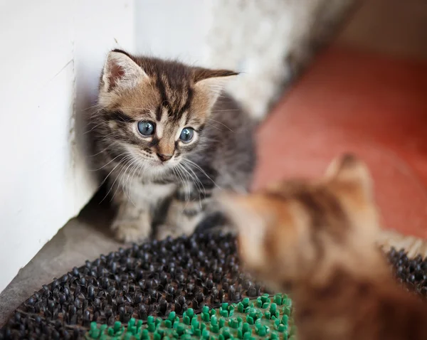 Gray-brown kitten playing — Stockfoto