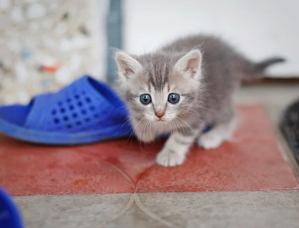 Gray-brown kitten playing — Stockfoto