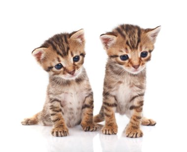 iki tabby yavru kedi