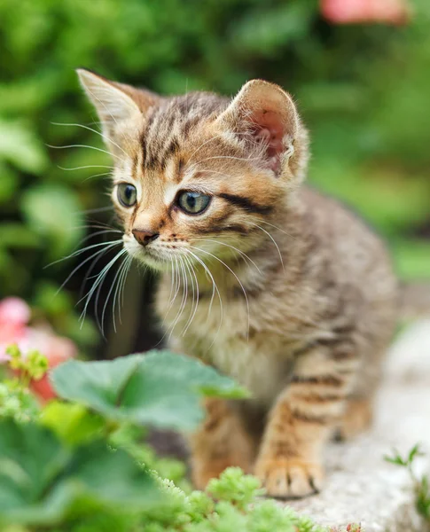 Leuk tabby katje — Stockfoto