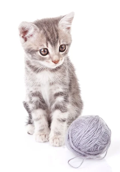 Grå kattunge med en boll — Stockfoto