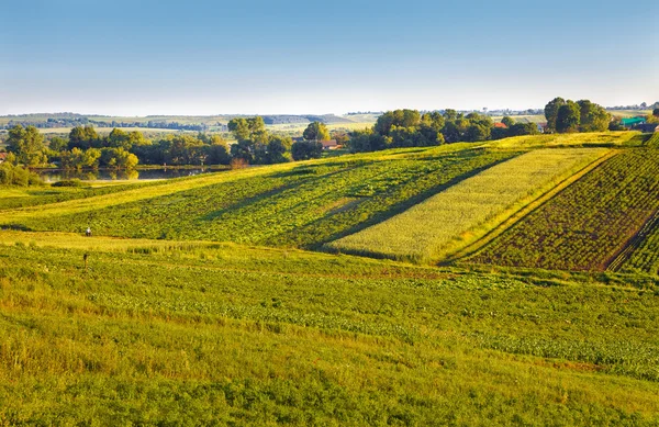 Pohled na zemědělských polí — Stock fotografie