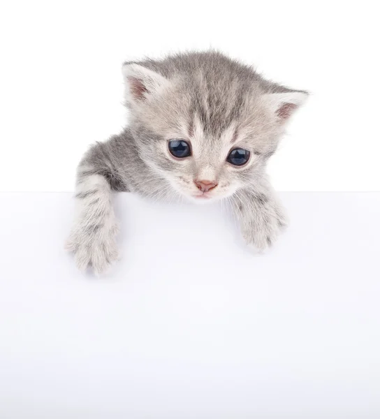 Graue Katze mit weißem Brett — Stockfoto