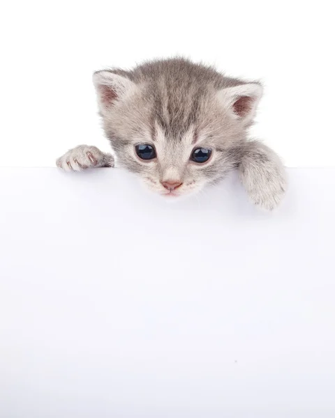 Graue Katze mit weißem Brett — Stockfoto