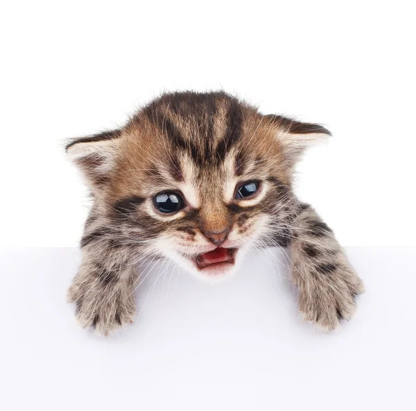 Gatito detrás del letrero blanco — Foto de Stock