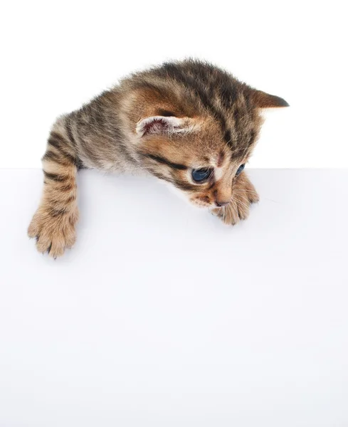 Brown kitten with empty board — Stock Photo, Image