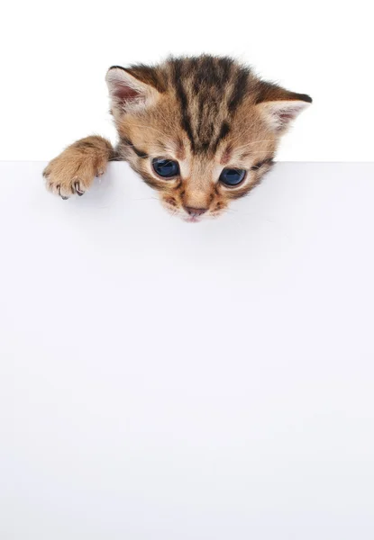 Brown kitten with empty board — Stock Photo, Image