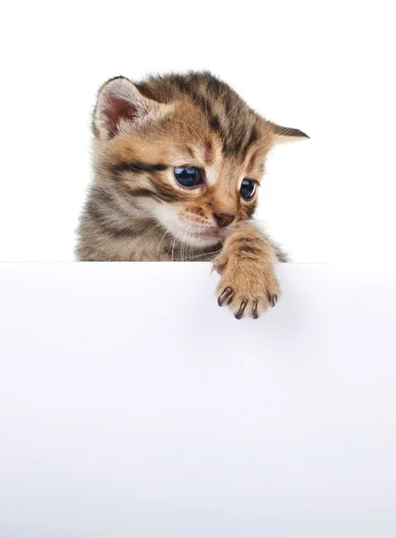 Braune Kätzchen mit leerem Brett — Stockfoto
