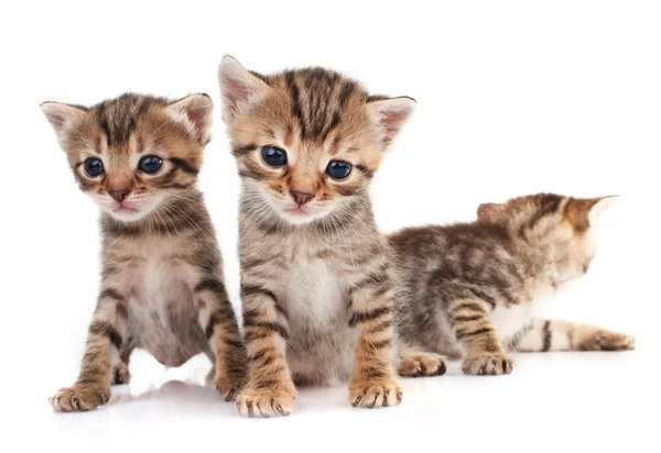 Три маленьких котенка — стоковое фото