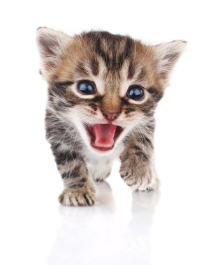 Tabby yavru kedi ağlıyor