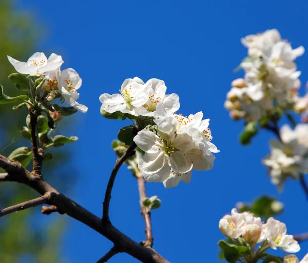 樱花在蓝蓝的天空辩识产生的背景 — 图库照片