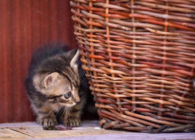 sepet oynayan yavru kedi