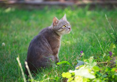 kedi yeşil çimenlerin üzerinde oturur